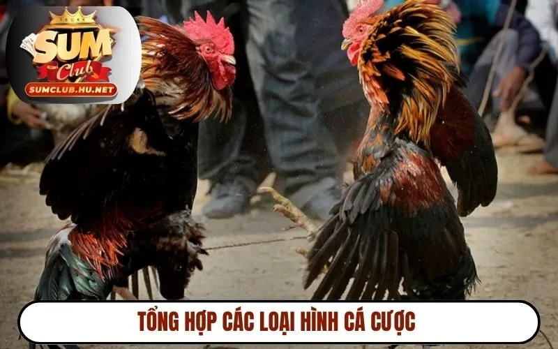 Tổng hợp các loại hình cá cược